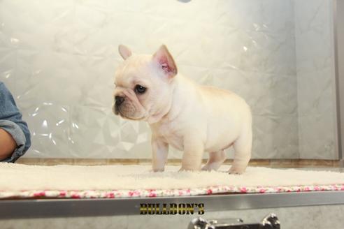 成約済の東京都のフレンチブルドッグ-99302の5枚目