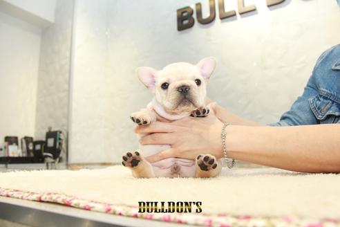 成約済の東京都のフレンチブルドッグ-99302の4枚目