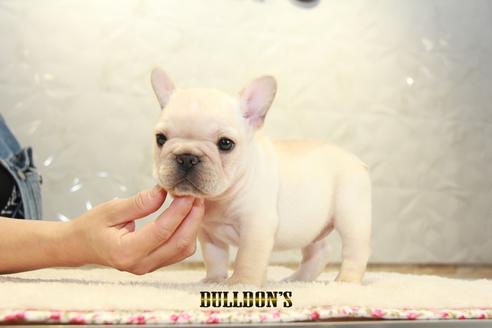 成約済の東京都のフレンチブルドッグ-99302の3枚目