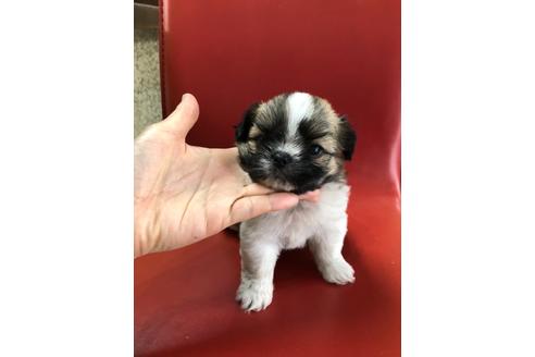 成約済の京都府のミックス犬-99337の3枚目