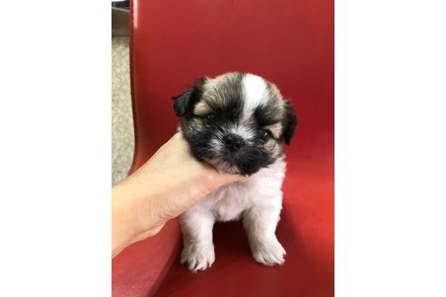 成約済の京都府のミックス犬-99337の1枚目