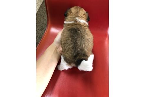 成約済の京都府のミックス犬-99337の2枚目