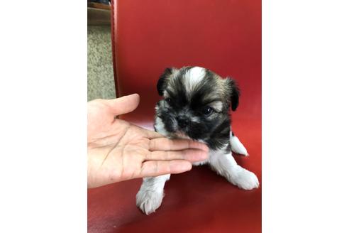 成約済の京都府のミックス犬-99338の1枚目