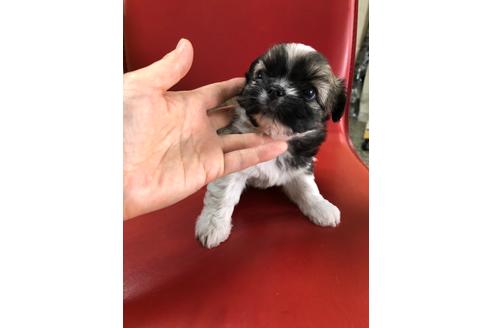 成約済の京都府のミックス犬-99338の2枚目