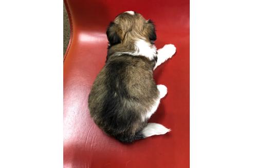 成約済の京都府のミックス犬-99338の3枚目