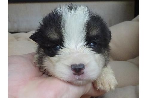 成約済の島根県のウェルシュコーギーペンブローク-98173