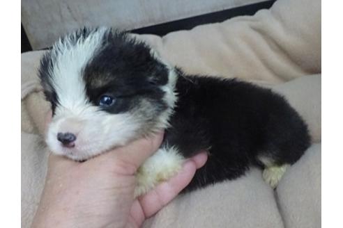 成約済の島根県のウェルシュコーギーペンブローク-98173の5枚目