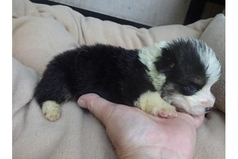 成約済の島根県のウェルシュコーギーペンブローク-98173の4枚目