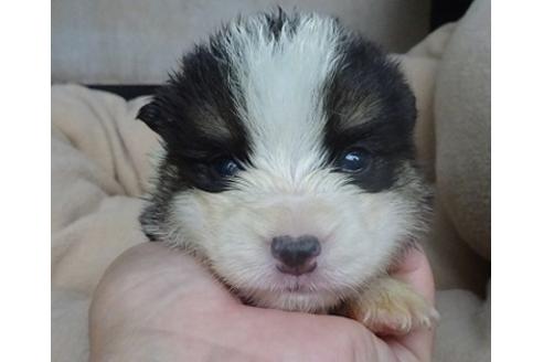 成約済の島根県のウェルシュコーギーペンブローク-98173の2枚目