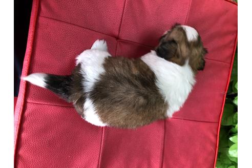 成約済の京都府のミックス犬-99339の3枚目