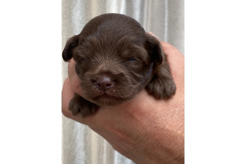 成約済の静岡県のミックス犬-99351の14枚目
