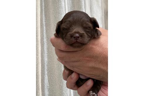 成約済の静岡県のミックス犬-99351の13枚目