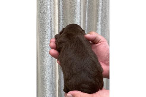 成約済の静岡県のミックス犬-99351の12枚目