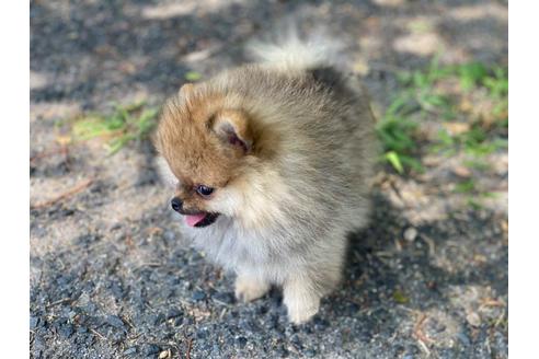 成約済の福岡県のポメラニアン-95201の1枚目