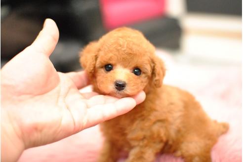 成約済の茨城県のティーカッププードル-99386の2枚目