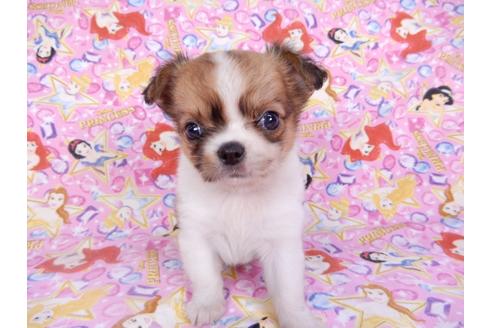 成約済の千葉県のチワワ(ロングコート)-98488の16枚目