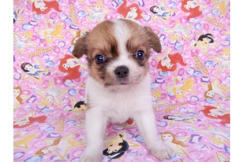 成約済の千葉県のチワワ(ロングコート)-98488の15枚目