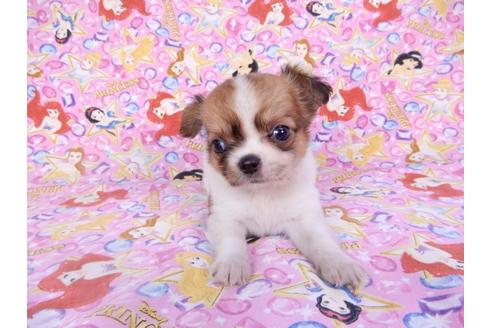 成約済の千葉県のチワワ(ロングコート)-98488の14枚目