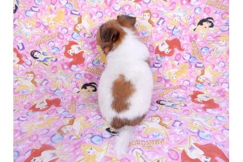 成約済の千葉県のチワワ(ロングコート)-98488の13枚目