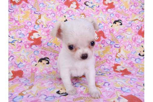 成約済の千葉県のチワワ(ロングコート)-98487の20枚目