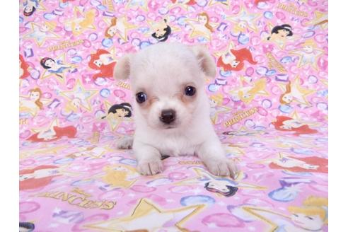 成約済の千葉県のチワワ(ロングコート)-98487の19枚目