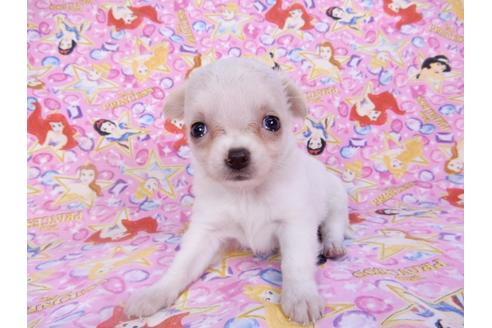 成約済の千葉県のチワワ(ロングコート)-98487の18枚目