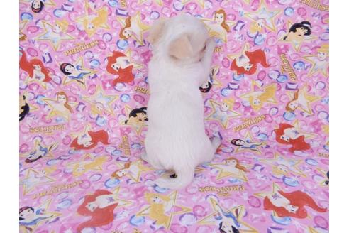 成約済の千葉県のチワワ(ロングコート)-98487の17枚目