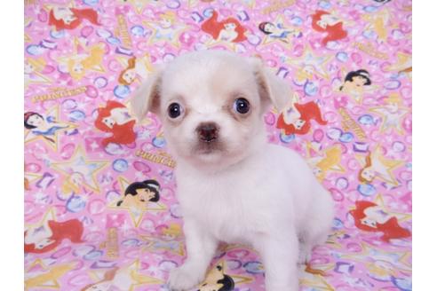 成約済の千葉県のチワワ(ロングコート)-98486の15枚目