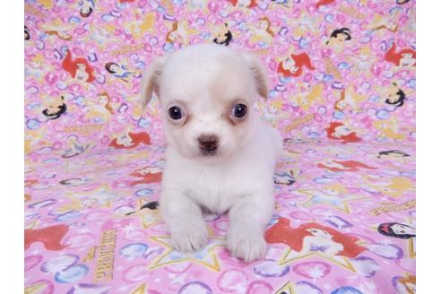 成約済の千葉県のチワワ(ロングコート)-98486の14枚目