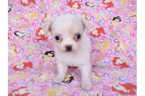 成約済の千葉県のチワワ(ロングコート)-98486の13枚目