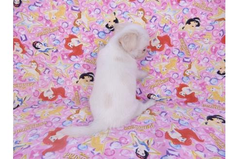 成約済の千葉県のチワワ(ロングコート)-98486の12枚目