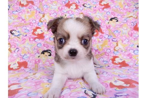 成約済の千葉県のチワワ(ロングコート)-98484の11枚目