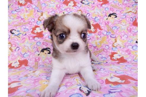 成約済の千葉県のチワワ(ロングコート)-98484の10枚目