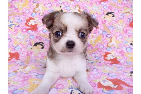 成約済の千葉県のチワワ(ロングコート)-98484の9枚目