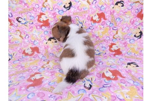 成約済の千葉県のチワワ(ロングコート)-98484の8枚目