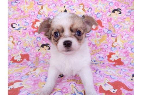 成約済の千葉県のチワワ(ロングコート)-98483