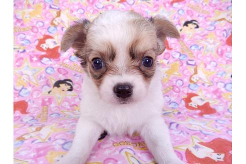 成約済の千葉県のチワワ(ロングコート)-98483の4枚目