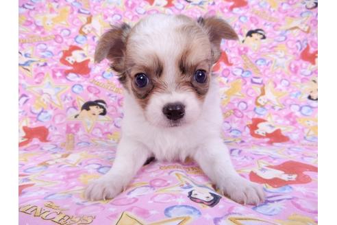 成約済の千葉県のチワワ(ロングコート)-98483の3枚目