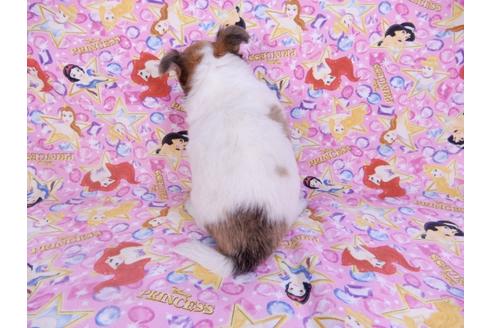 成約済の千葉県のチワワ(ロングコート)-98483の2枚目