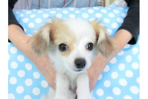 成約済の千葉県のパピヨン-96029の1枚目