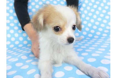 成約済の千葉県のパピヨン-96029の4枚目