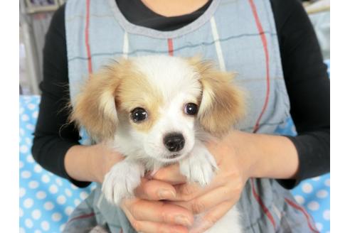 成約済の千葉県のパピヨン-96029の3枚目