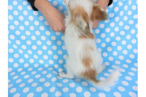 成約済の千葉県のパピヨン-96029の2枚目