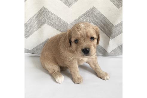 子犬
