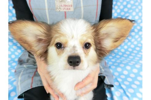 成約済の千葉県のパピヨン-95990の4枚目