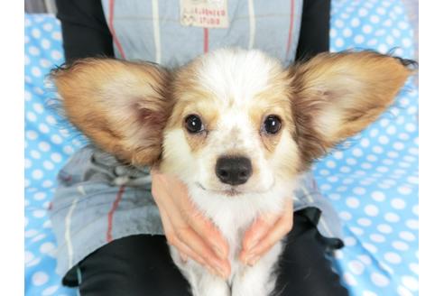 成約済の千葉県のパピヨン-95990の1枚目