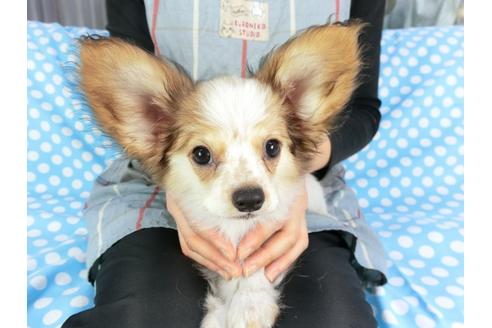 成約済の千葉県のパピヨン-95990の3枚目