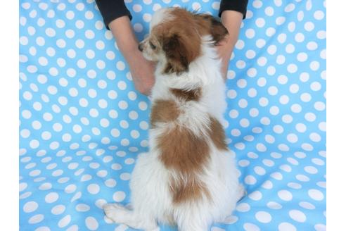 成約済の千葉県のパピヨン-95990の2枚目