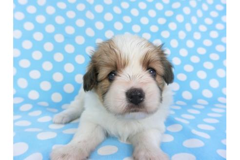 成約済の千葉県のパピヨン-99438