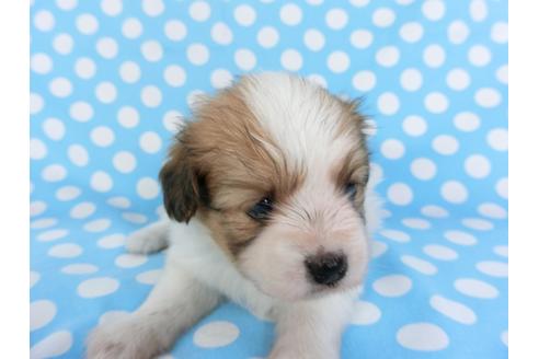 成約済の千葉県のパピヨン-99438の4枚目